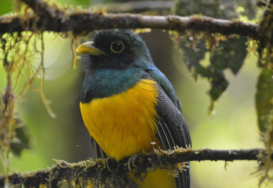 Trogon Rufus - Manuel Sánchez