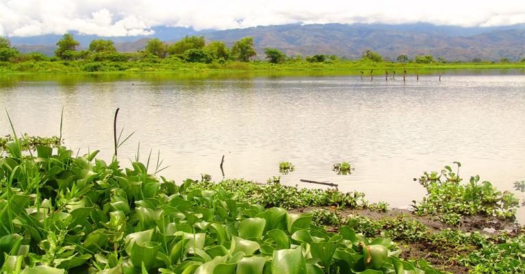 Humedales del valle geográfico del río cauca cvc by Naturaleza Creativa -  Issuu