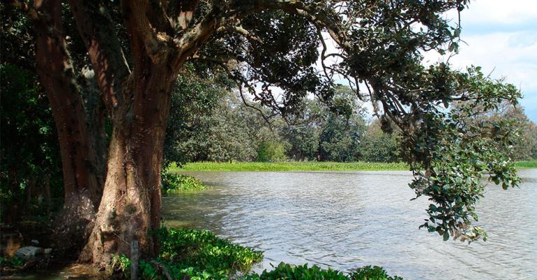 Laguna de Sonso - Mónica Hernández