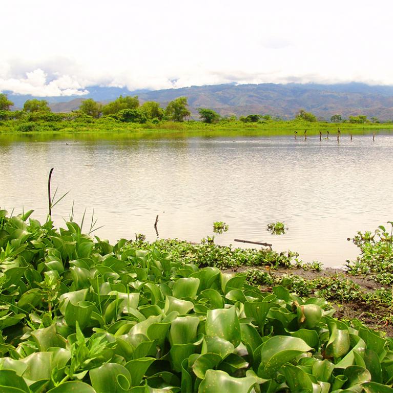 Laguna de Sonso